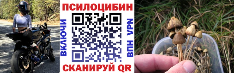 KRAKEN онион Торжок Псилоцибиновые грибы мухоморы